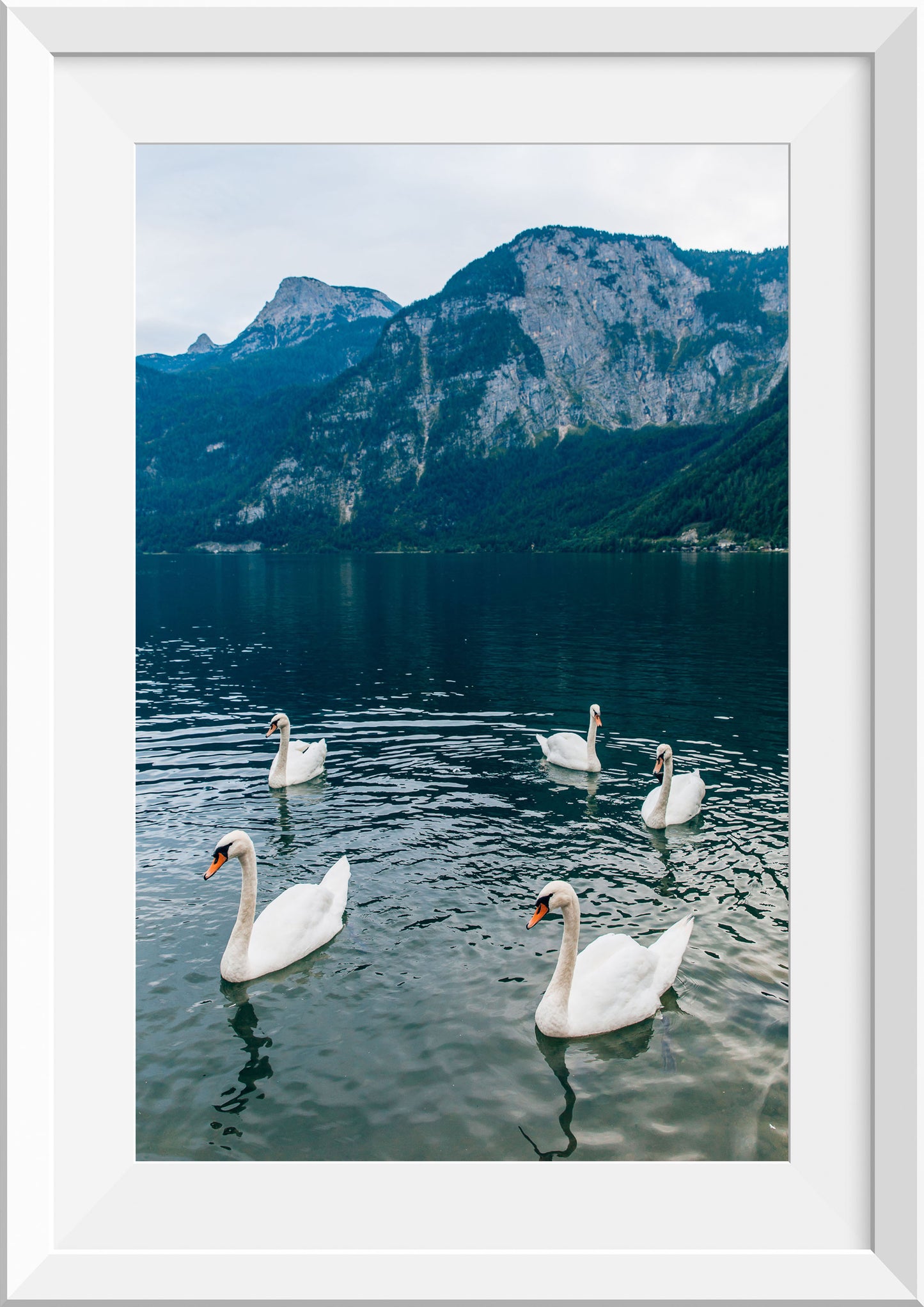 Swans at Lake Hallstatt, Austria
