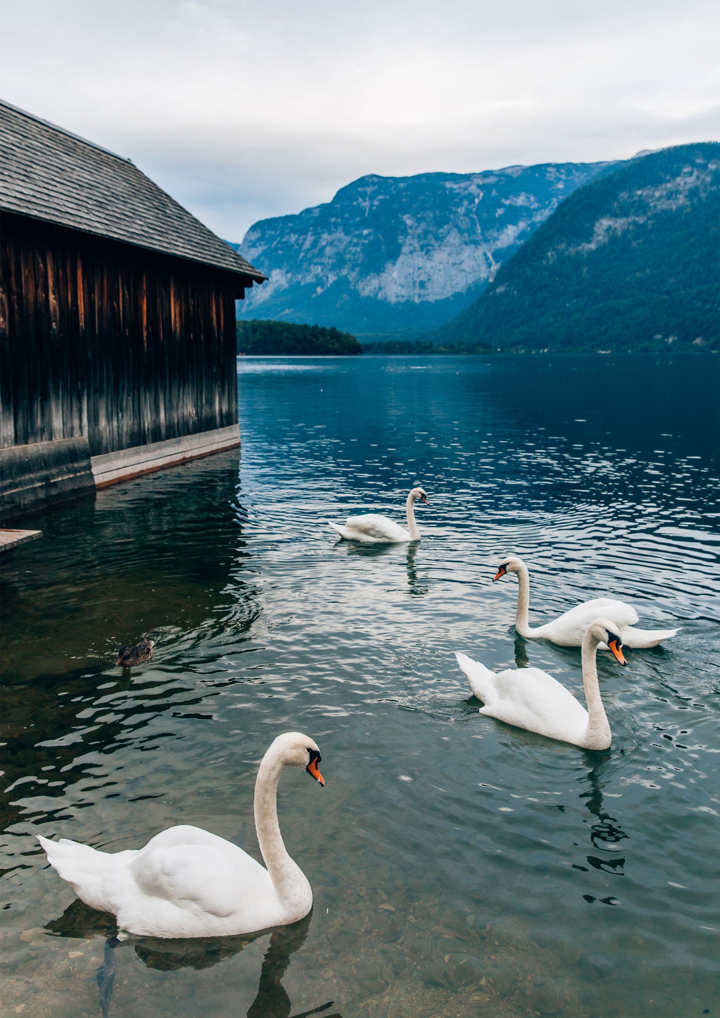 Swans at Lake Hallstatt II, Austria