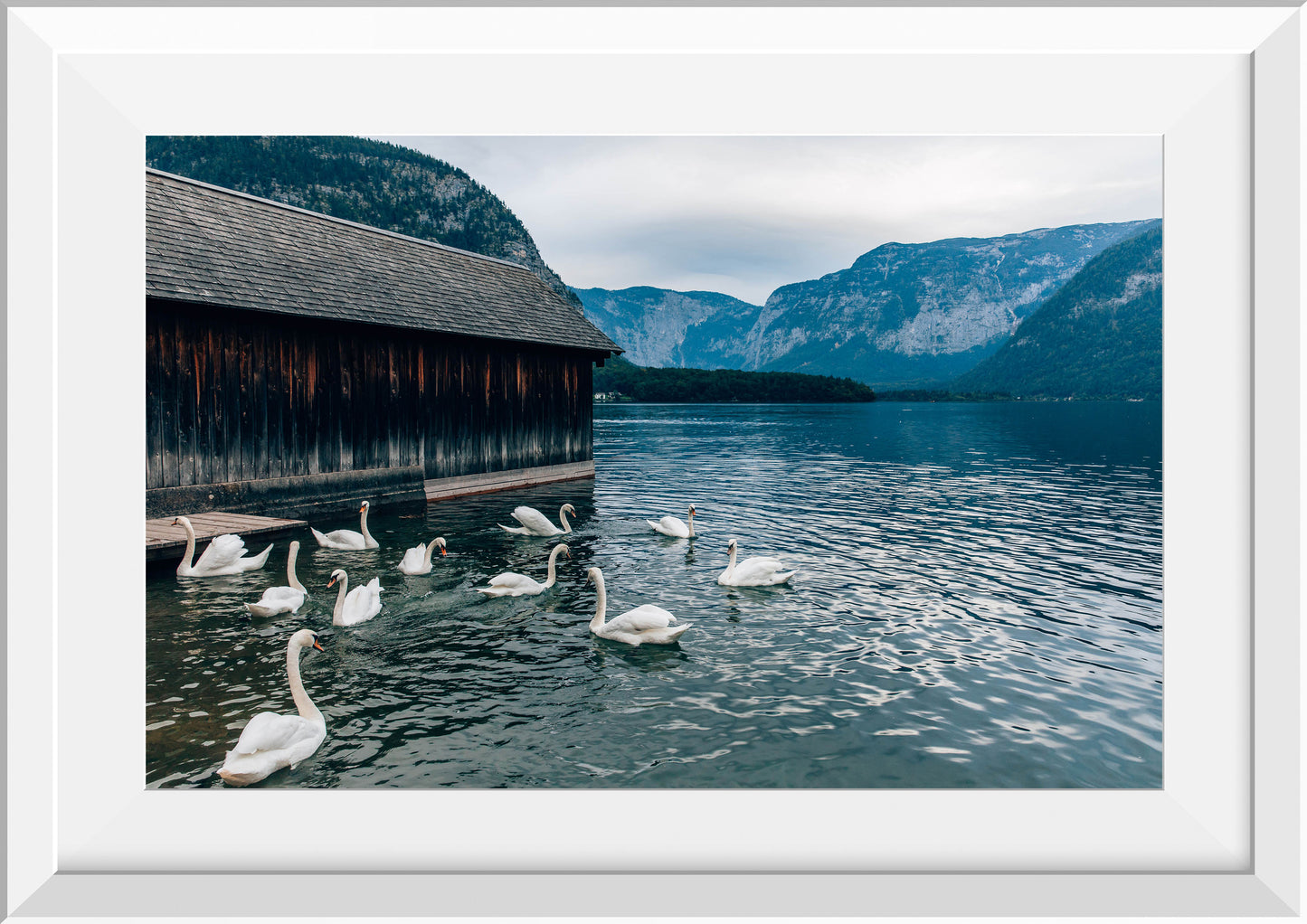 Swans at Lake Hallstatt III, Austria